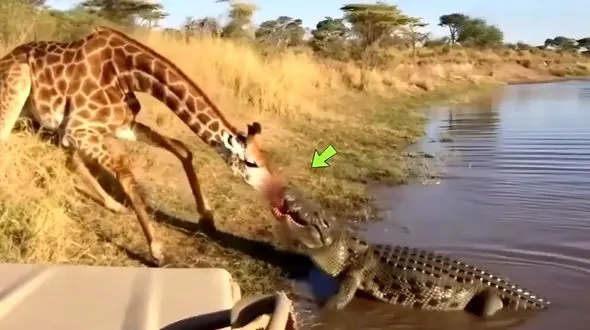 مستند حیات وحش؛ کروکودیل قصی با تمام وجود چسبیده به پوزه زرافه