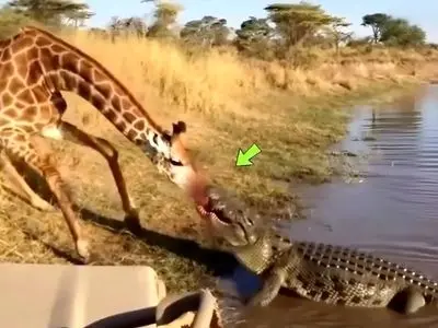 مستند حیات وحش؛ کروکودیل قصی با تمام وجود چسبیده به پوزه زرافه