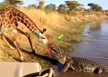 مستند حیات وحش؛ کروکودیل قصی با تمام وجود چسبیده به پوزه زرافه