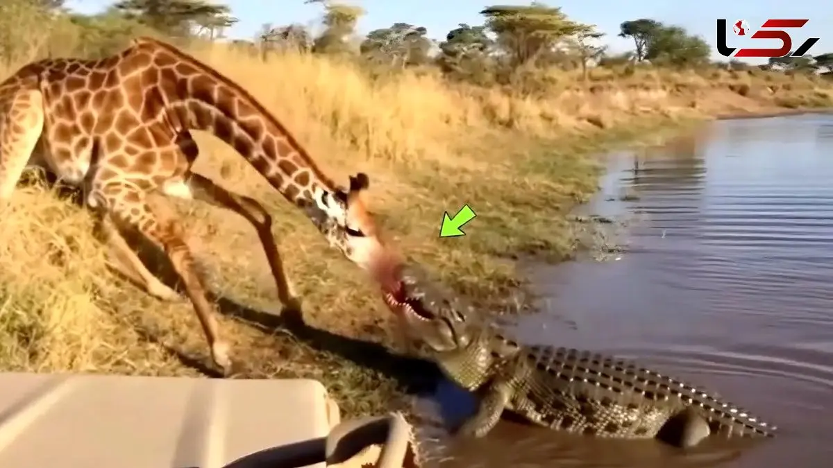 مستند حیات وحش؛ کروکودیل قصی با تمام وجود چسبیده به پوزه زرافه