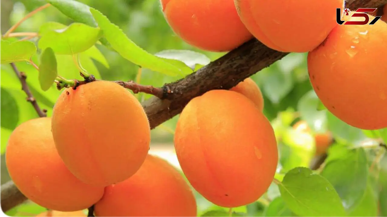 شهر زردآلوی ایران می دانید کجاست؟