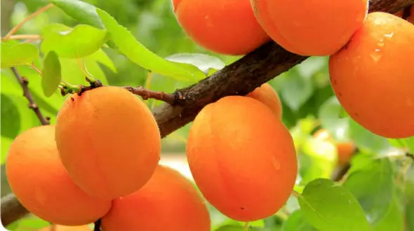 شهر زردآلوی ایران می دانید کجاست؟