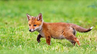 روباه بازیگوش در کانال هواساز خانه گرفتار شده بود / یگان محیط زیست او را آزاد کرد