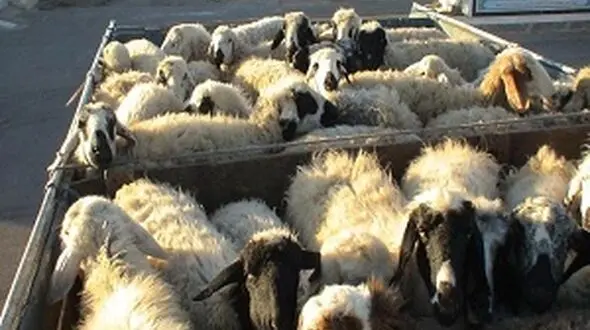 کشف دام های سرقتی در شازند / سارقان پا به فرار گذاشتند