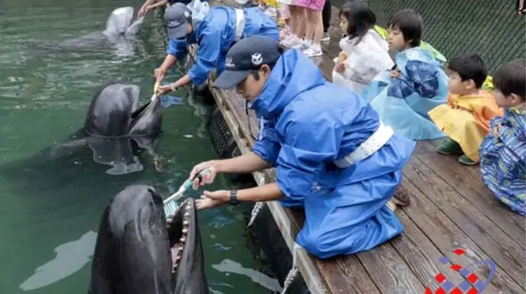 شغل عجیب یک زن؛ مسواک زدن دندان‌های نهنگ قاتل! + فیلم 