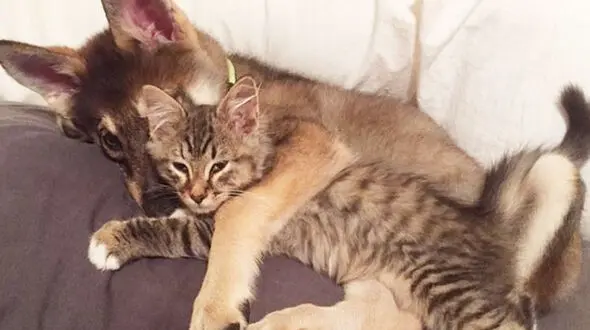 دوستی سگ و گربه+ عکس و فیلم