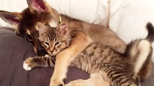 دوستی سگ و گربه+ عکس و فیلم