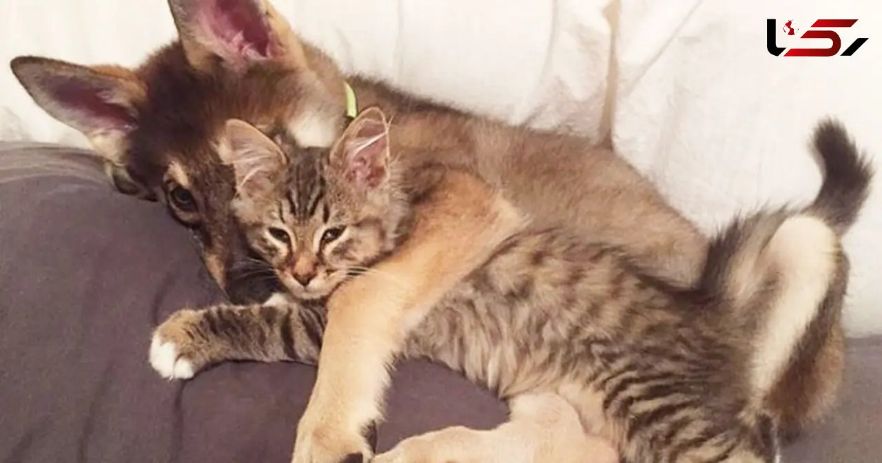 دوستی سگ و گربه+ عکس و فیلم