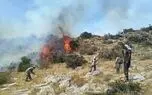 فقر گیاهان دارویی در پی آتش سوزی های سریالی در جنگل ها / هشدار فروش شقایق های سمی به مردم