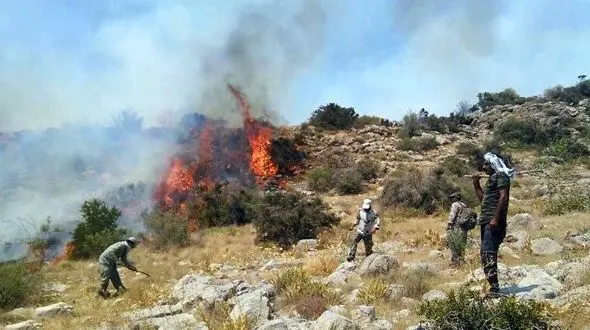 فقر گیاهان دارویی در پی آتش سوزی های سریالی در جنگل ها / هشدار فروش شقایق های سمی به مردم