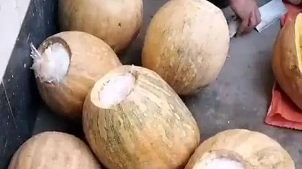 کدو تنبل های شیشه ایی به مقصد نرسید