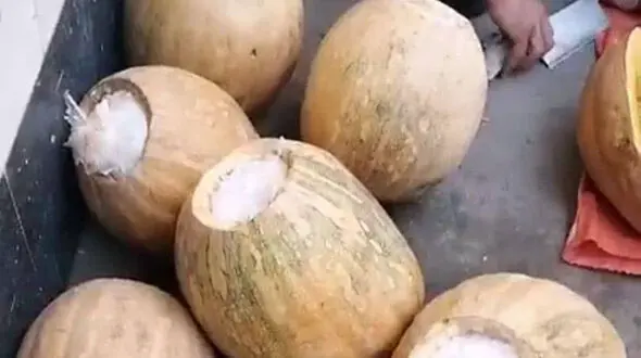 کدو تنبل های شیشه ایی به مقصد نرسید