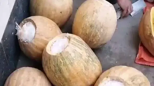کدو تنبل های شیشه ایی به مقصد نرسید