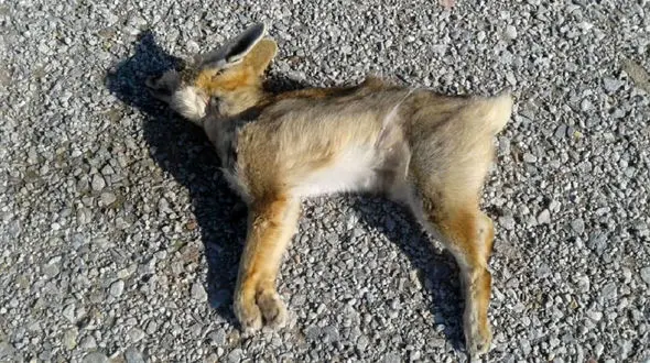 مرگ دردناک یک قلاده روباه شنی در  نایین + عکس 