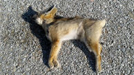 مرگ دردناک یک قلاده روباه شنی در  نایین + عکس 