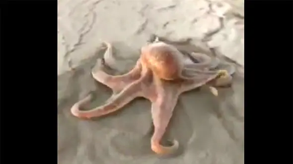 ببینید /تصویر منحصربفرد و تماشایی از قدم زدن اختاپوس در ساحل جزیره کیش + فیلم