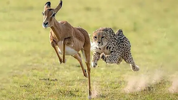 ۶۰ دوربین برای سرشماری یوزها نصب شد 