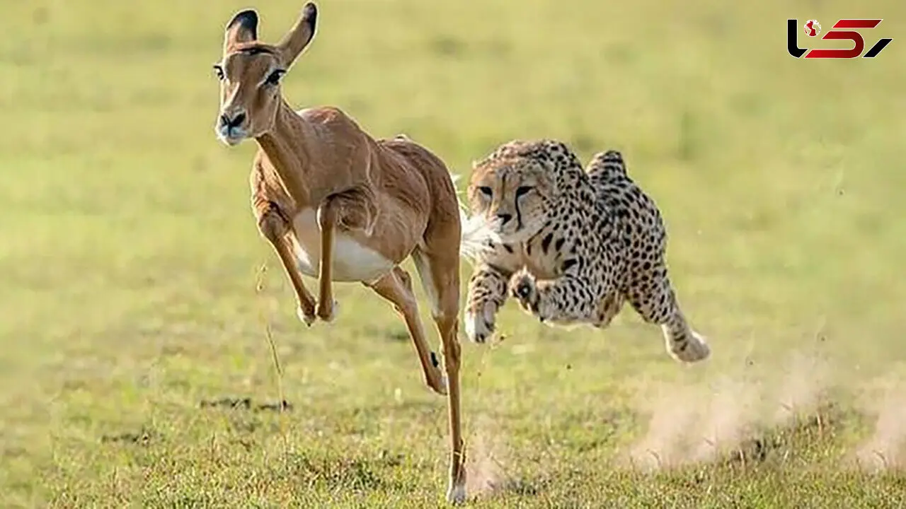۶۰ دوربین برای سرشماری یوزها نصب شد 