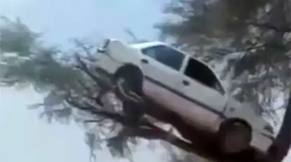 فیلم پرواز عجیب یک خودرو روی شاخه درخت / شوکه می شوید