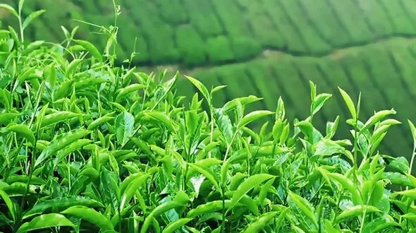 هنوز تکلیف چای‌ تاریخ مصرف‌ گذشته دبش مشخص نشده است / واردات چای از سریلانکا در مقابل طلب نفتی!