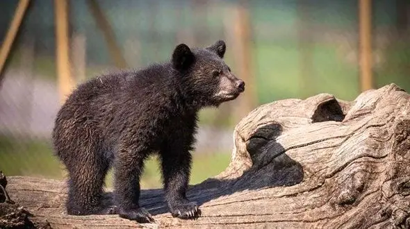 سازمان محیط زیست: نفهمیدیم عاقبت توله خرس گمشده چه شد؛ کوتاهی از ما بود !