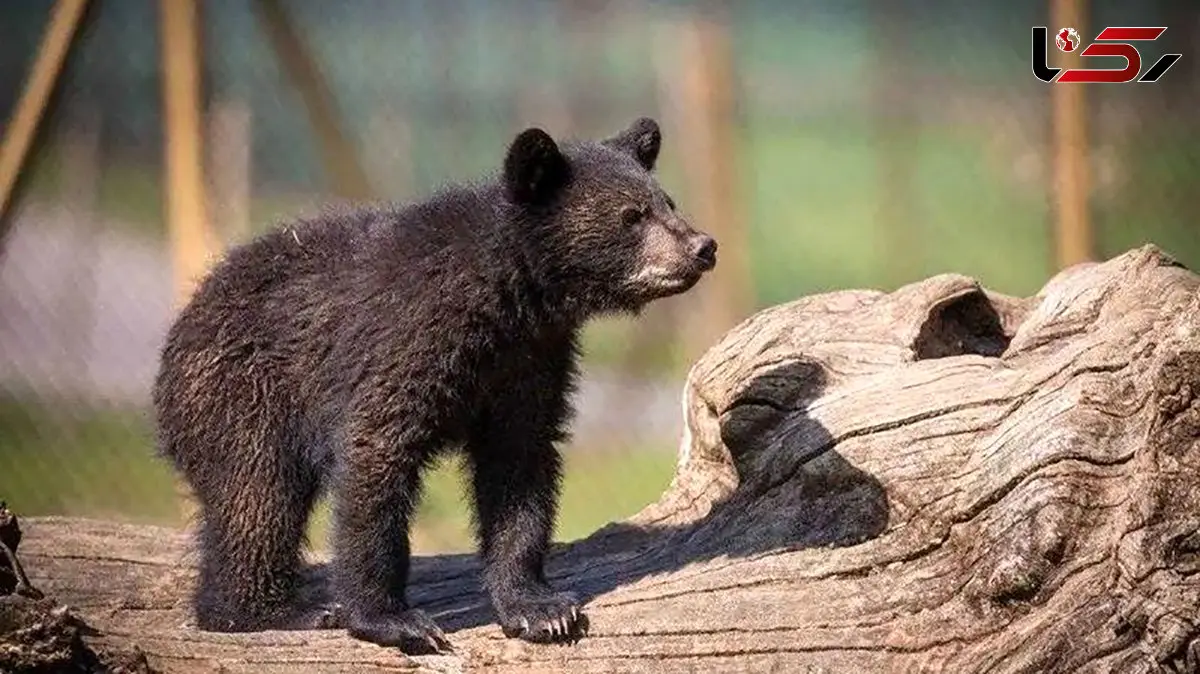 سازمان محیط زیست: نفهمیدیم عاقبت توله خرس گمشده چه شد؛ کوتاهی از ما بود !