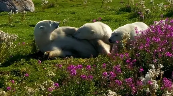 از آرامش خرس های قطبی در طبیعت تا استتار اختاپوش