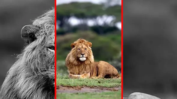 فیلم خمیازه دیدنی شیر در دشت