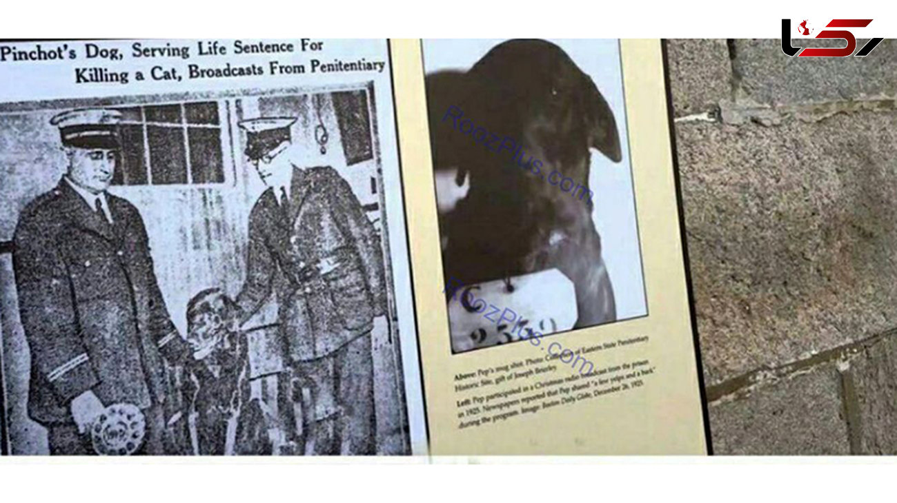 سگی که به حبس ابد محکوم شد+عکس