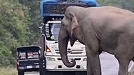 فیلم باج گیری فیل عظیم الجثه از کامیون های عبوری ! / باورنکردنی