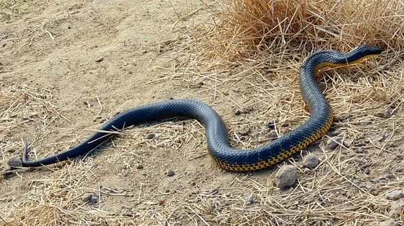 طولانی‌ ترین مار دنیا + فیلم