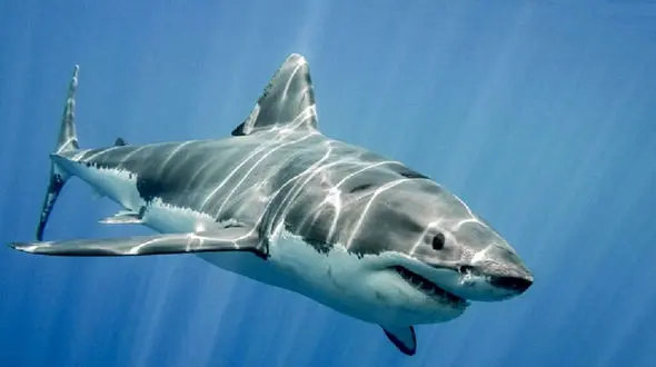 فیلم جدال نفس‌گیر یک سگ با کوسه غول پیکر !