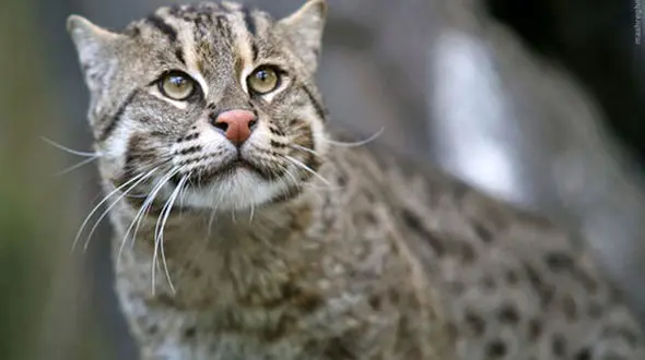 ببینید / تصاویر یک قلاده ‌گربه وحشی در شاهرود + فیلم