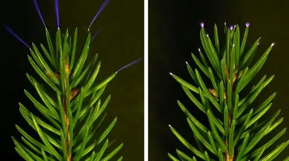 پدیده درخشش آبی روی برگ ها چیست؟ بررسی علمی و دیدنی