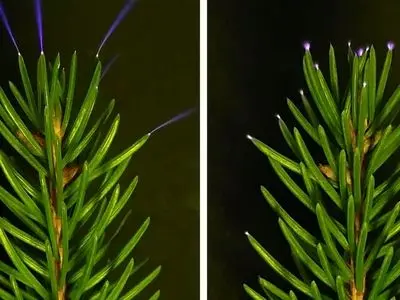 پدیده درخشش آبی روی برگ ها چیست؟ بررسی علمی و دیدنی