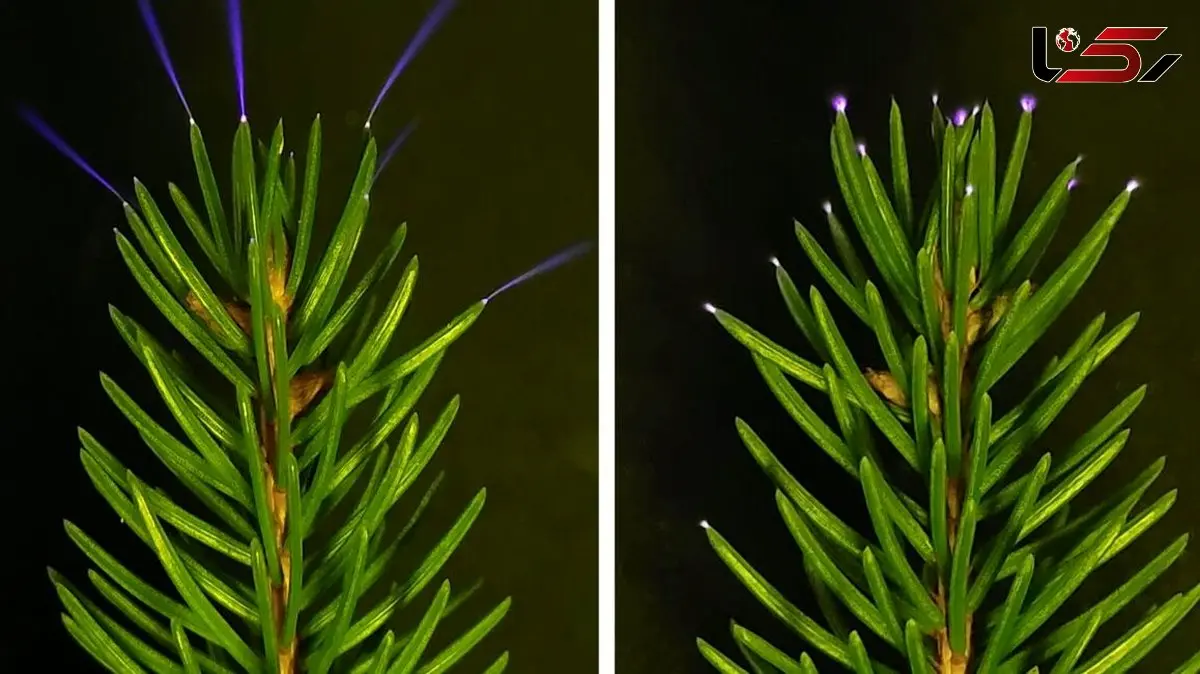 پدیده درخشش آبی روی برگ ها چیست؟ بررسی علمی و دیدنی