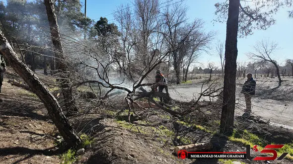 ۱۰ هزار درخت در چیتگر قطع شدند؛  علت بی آبی است یا خالص بودن جنگل؟ + فیلم