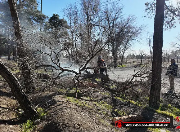 ۱۰ هزار درخت در چیتگر قطع شدند؛  علت بی آبی است یا خالص بودن جنگل؟ + فیلم