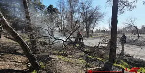 ۱۰ هزار درخت در چیتگر قطع شدند؛  علت بی آبی است یا خالص بودن جنگل؟ + فیلم