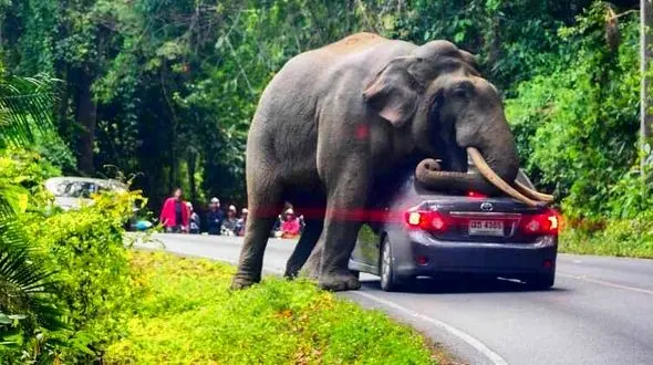  استراحت فیل روی یک خودرو در تایلند / خودروی لاکچری له شد