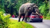  استراحت فیل روی یک خودرو در تایلند / خودروی لاکچری له شد