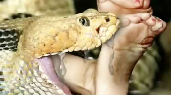 مرگ‌بار‌ترین مار‌های کره زمین + تصاویر