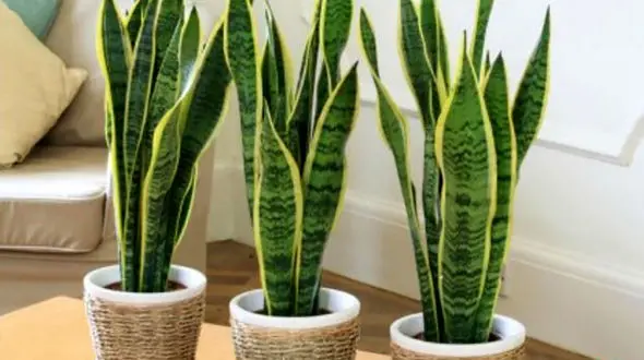 راز غول پیکر شدن گیاه سانسوریا فاش شد!