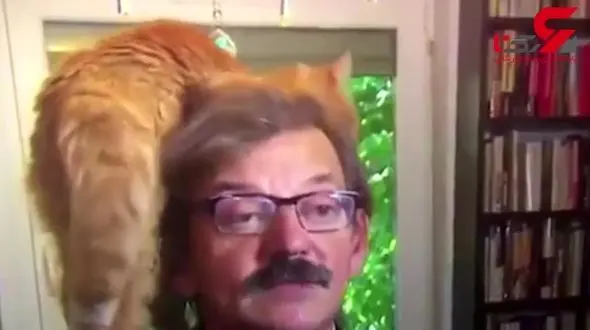 حضور غیر منتظره گربه ایرانی در یک مصاحبه زنده تلویزیونی + فیلم 