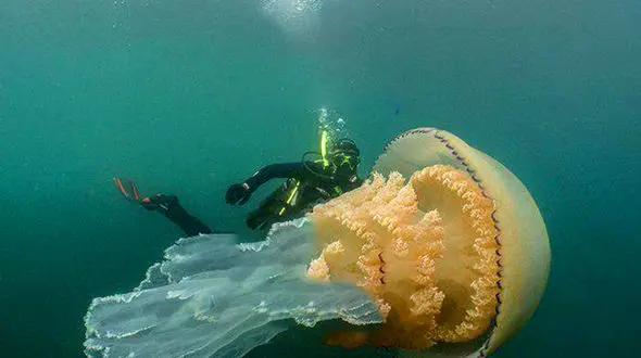 غول عروس دریایی دیده شد + عکس 