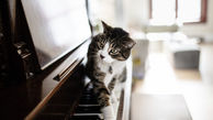 گربه پیانیست و هنرش را ببینیم + فیلم 