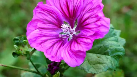 گل پنیرک چیست؟ فواید و عوارض استفاده از گل پنیرک / در آلودگی هوا مصرف شود