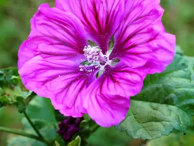 گل پنیرک چیست؟ فواید و عوارض استفاده از گل پنیرک / در آلودگی هوا مصرف شود