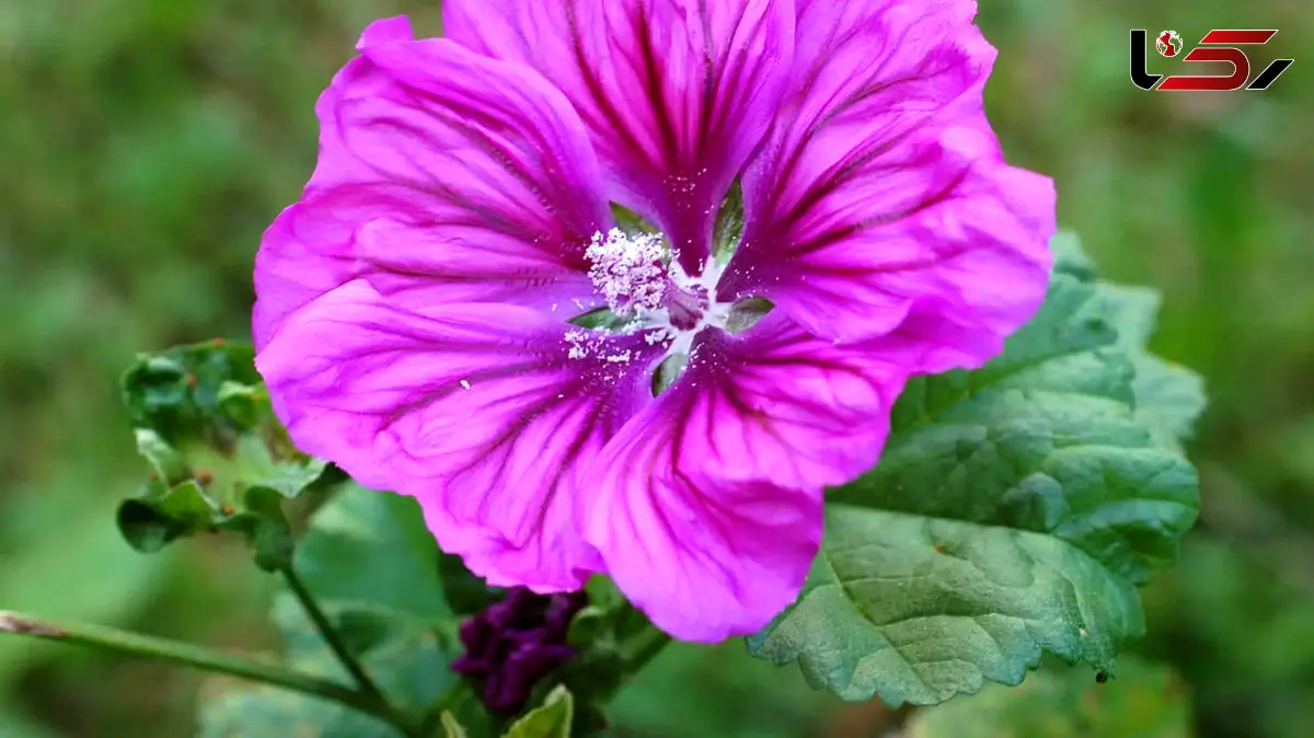 گل پنیرک چیست؟ فواید و عوارض استفاده از گل پنیرک / در آلودگی هوا مصرف شود