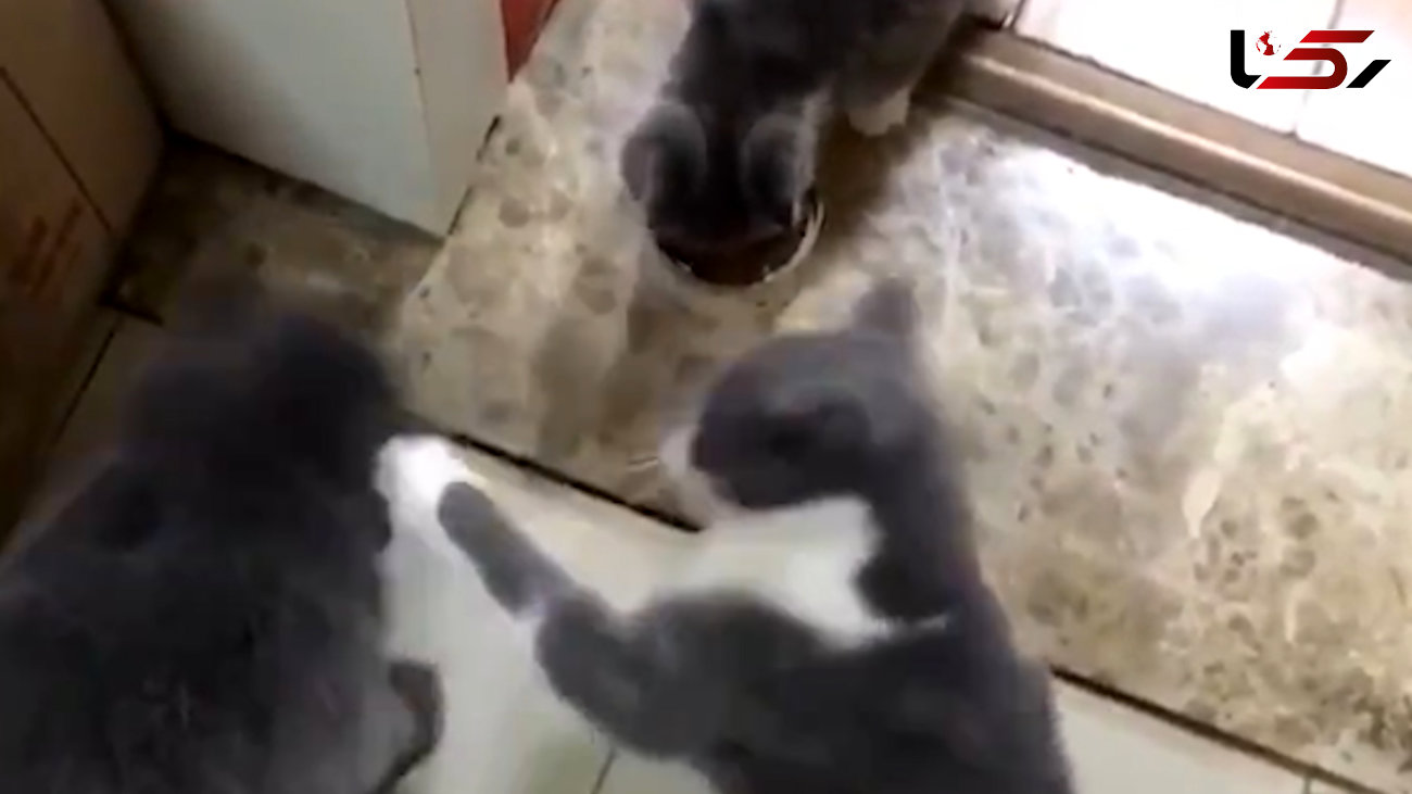 گربه ها سر غذا شوخی ندارند! + فیلم سند